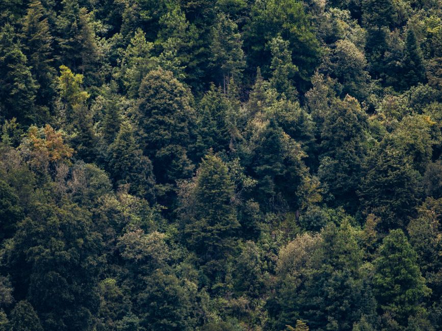 Fotomural Denso dosel forestal en Amecameca de Juárez, mostrando una vegetación diversa y belleza natural.