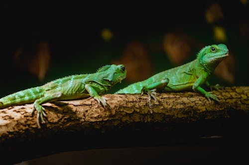 Imagine de stoc gratuită din a închide, animal, fotografie de animale