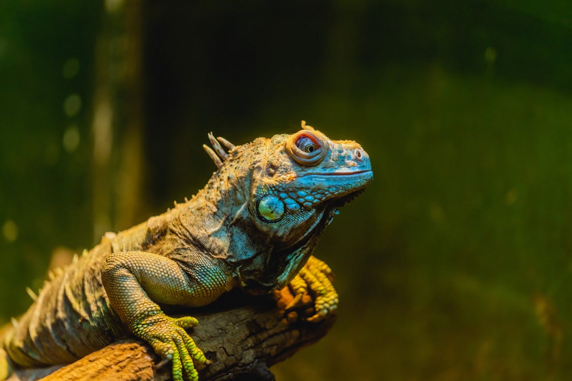 Darmowe zdjęcie z galerii z fotografia zwierzęcia, gad, iguana