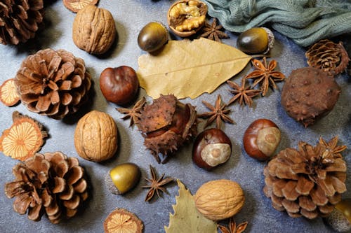Free stock photo of acorns, chestnut, dried leaves