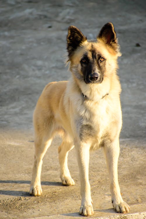 Imagine de stoc gratuită din adorabil, afară, animal de casă