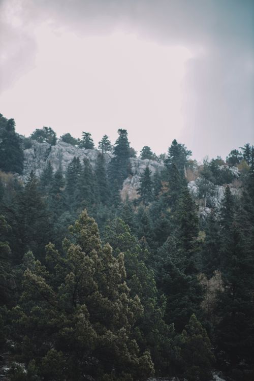 Free A serene forest scene showcasing evergreens shrouded in mist, creating a moody and atmospheric feel. Stock Photo