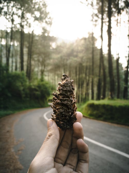 Man Holding a Cone on the Background of a Road Through a Forest 