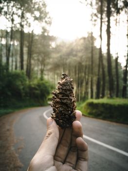 A hand holds a pine cone with a scenic forest road backdrop in soft, natural lighting.