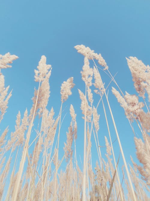 Low Angle Shot of Tall, Frosty Grass under Clear, Blue Sky 