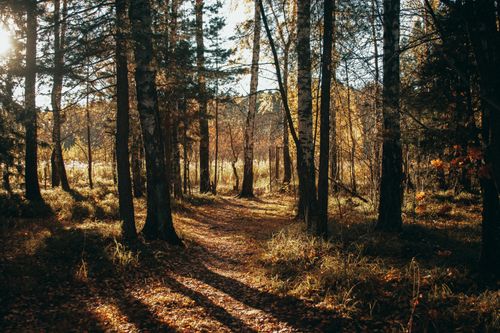 Free A tranquil forest path with sunlight filtering through autumn trees. Stock Photo