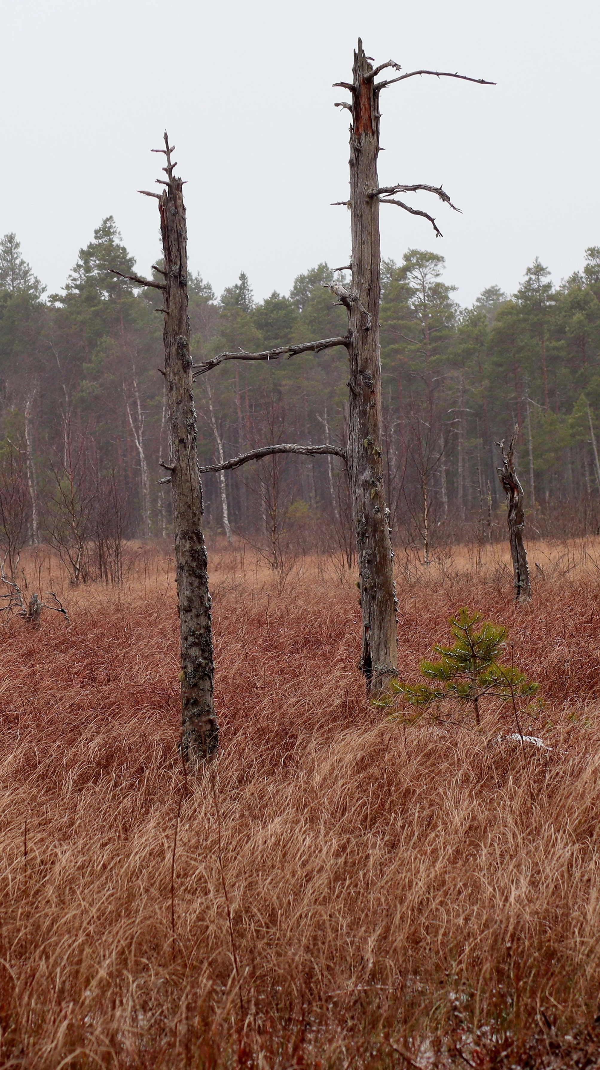A serene forest landscape featuring dead trees and brown grass in autumn, conveying a mood of tranquility.