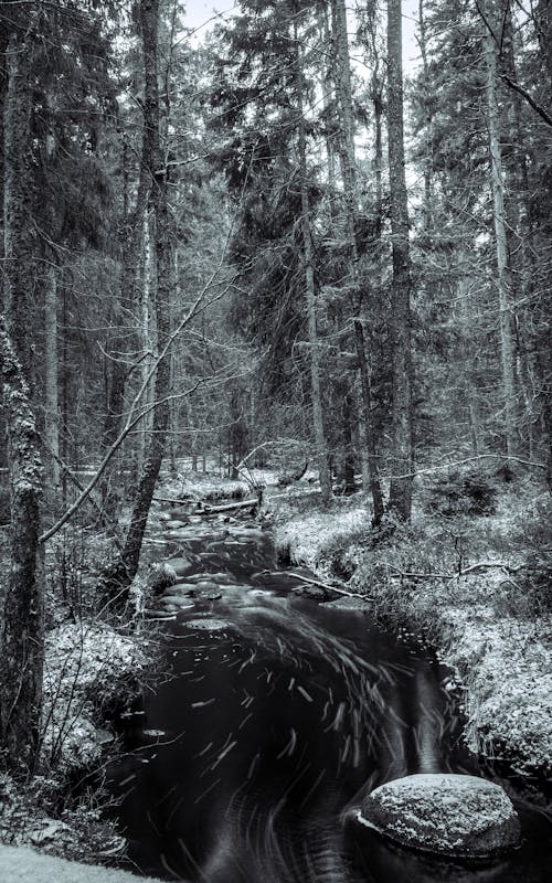 Gratis stockfoto met bomen, Bos, eenkleurig