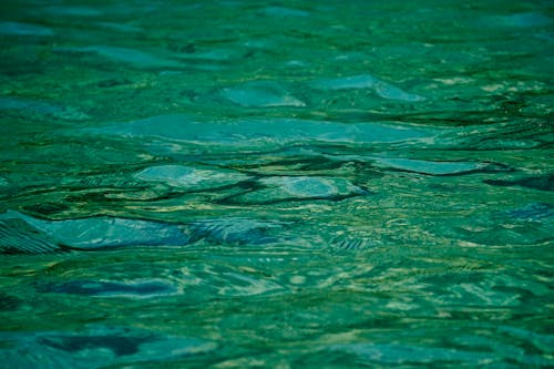 Close-up of Calm Water Surface