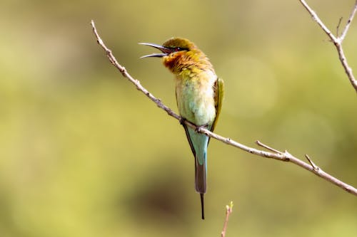 Green and Brown Bird Perched on Tree Branch