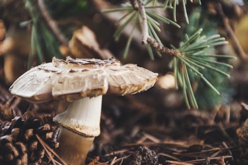 Photo Of Mushroom
