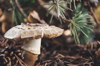 森林蘑菇被松针和树枝包围的详细图像