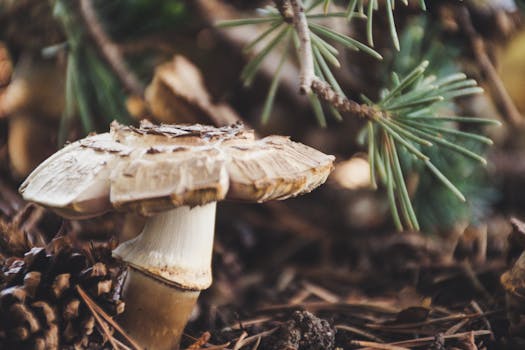 森林蘑菇被松针和树枝包围的详细图像