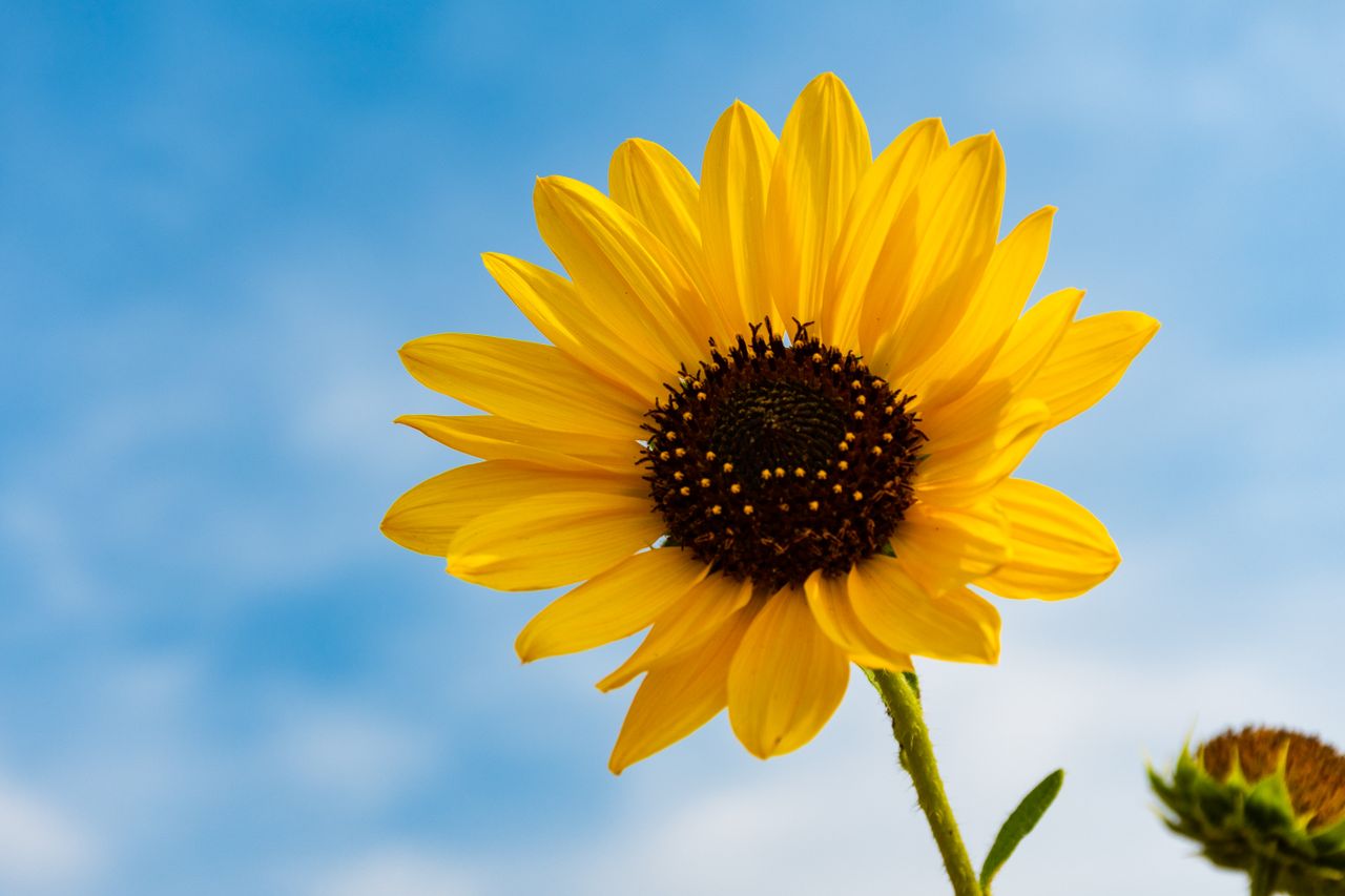 a bright sunflower against a clear blue sky capturing the essence of a