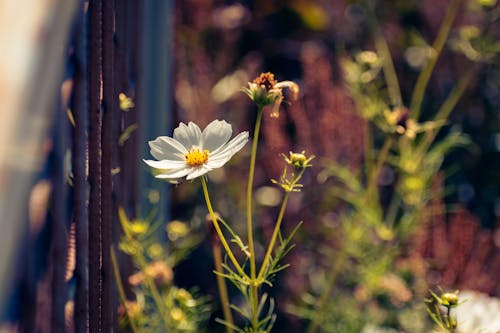 Immagine gratuita di botanica, fiore bianco, fiore di campo