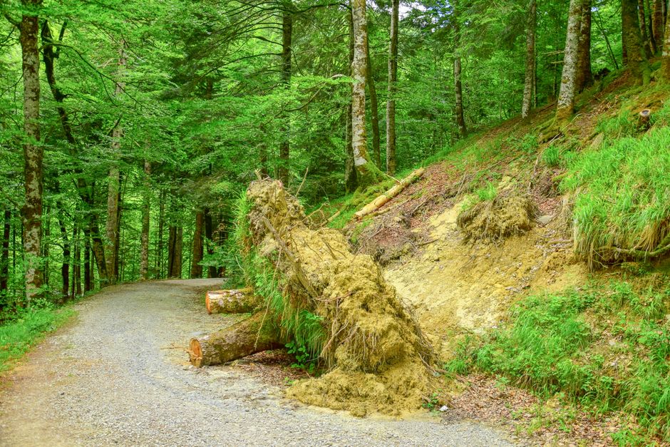 Lush green forest path in Orbaiceta, Spain. Ideal for nature walks and serene landscapes.
