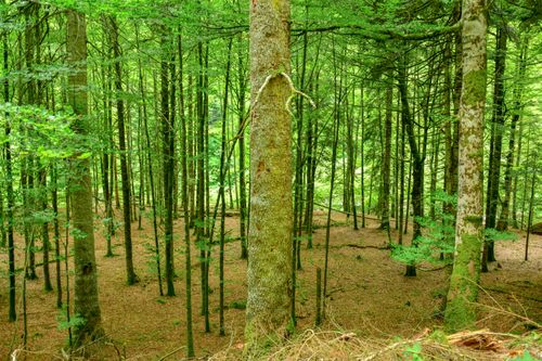 Free Vibrant forest scene in Orbaiceta, NC, Spain, showcasing lush greenery and tall trees. Stock Photo