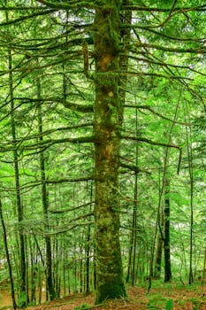 Serene forest scene with moss-covered trees in Orbaiceta, NC, Spain.
