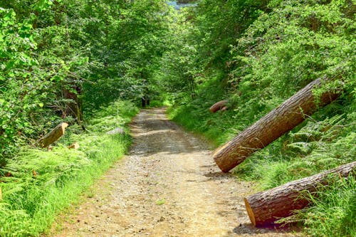Imagine de stoc gratuită din arbori, cale în pădure, cărare