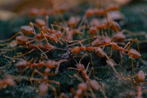 Free Close-up view of ants on a mossy surface, highlighting intricate insect interactions. Stock Photo