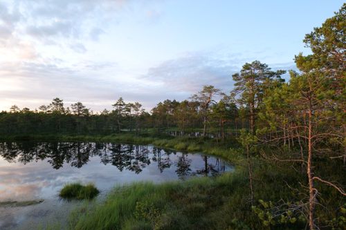 Free A peaceful wetland scene featuring a reflective pond surrounded by lush trees at sunset. Stock Photo