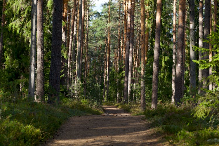 Trees In The Forest 