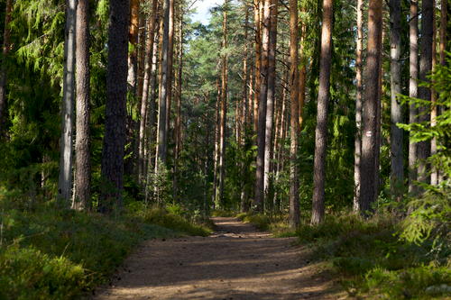 Free A tranquil forest path surrounded by tall trees and greenery, perfect for a peaceful walk. Stock Photo