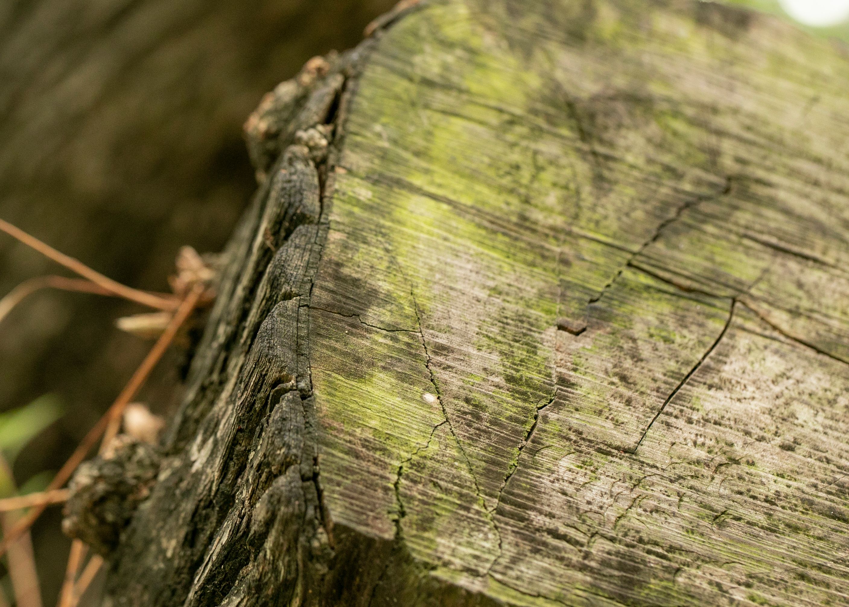 Close-up of a large tree stump after removal — stump grinding included in large tree removal in Surrey BC