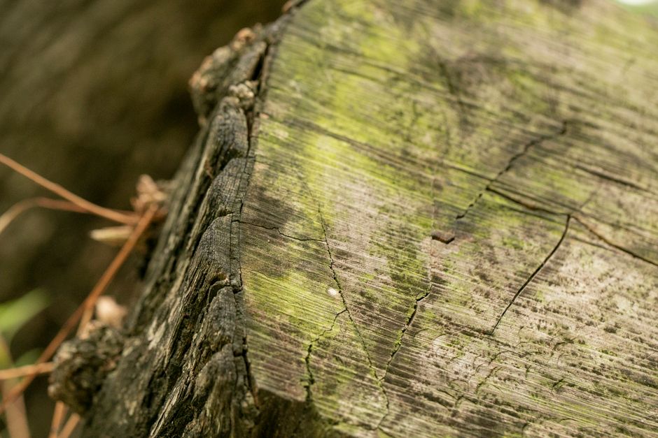 Close-up of a large tree stump after removal — stump grinding included in large tree removal in Surrey BC
