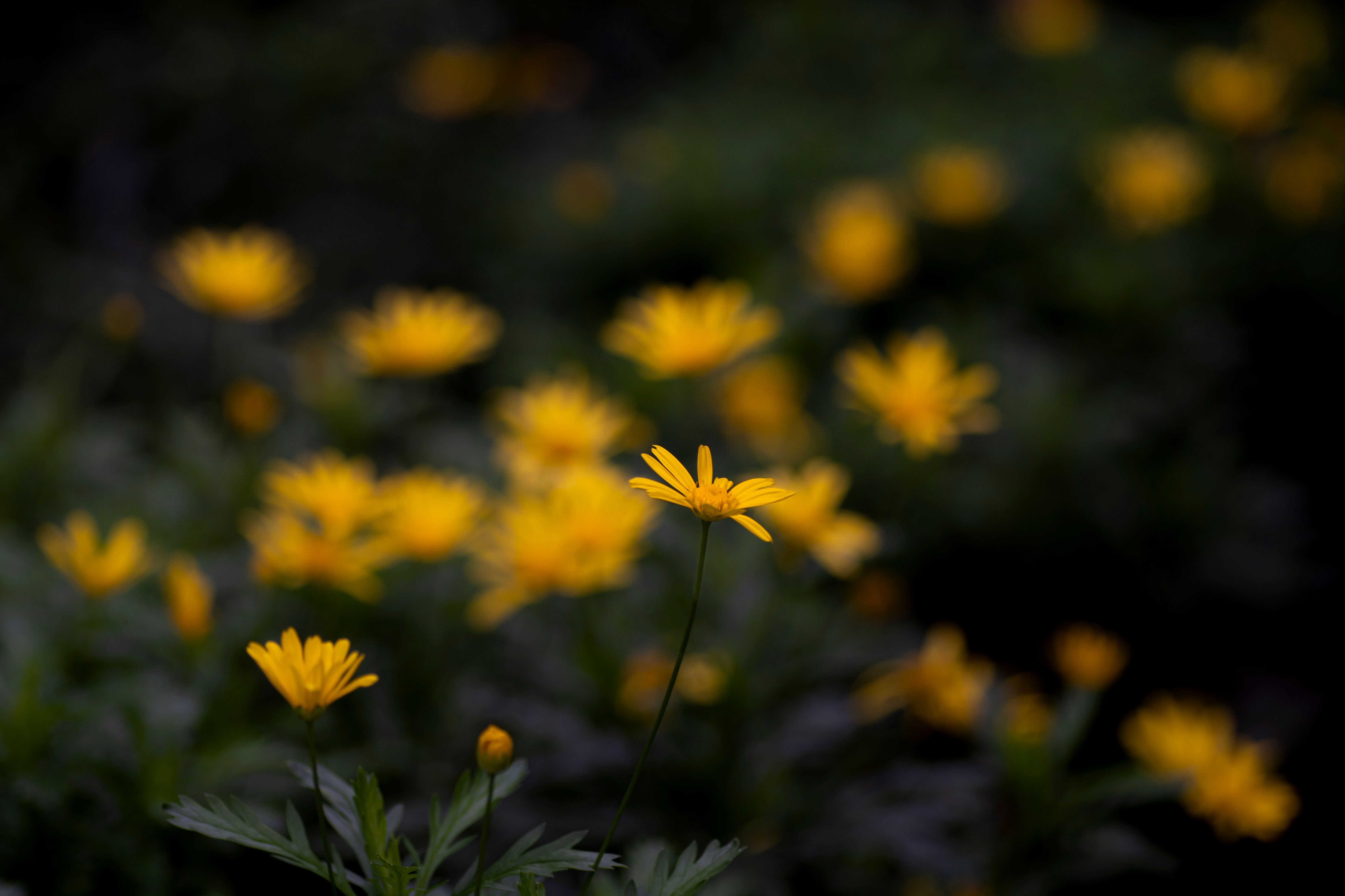 Yellow Tulip Field · Free Stock Photo