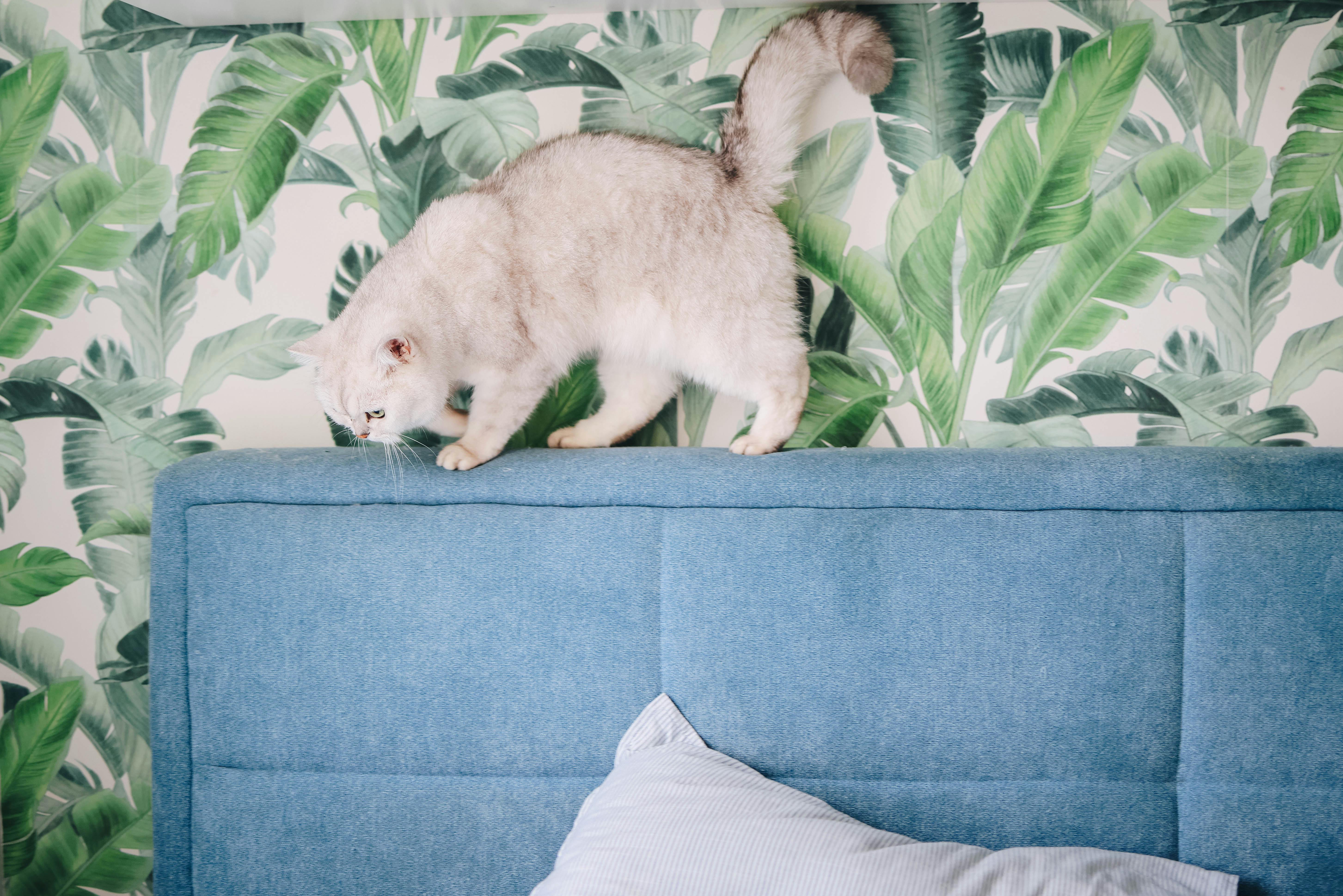 Photo of Cat on Headboard · Free Stock Photo