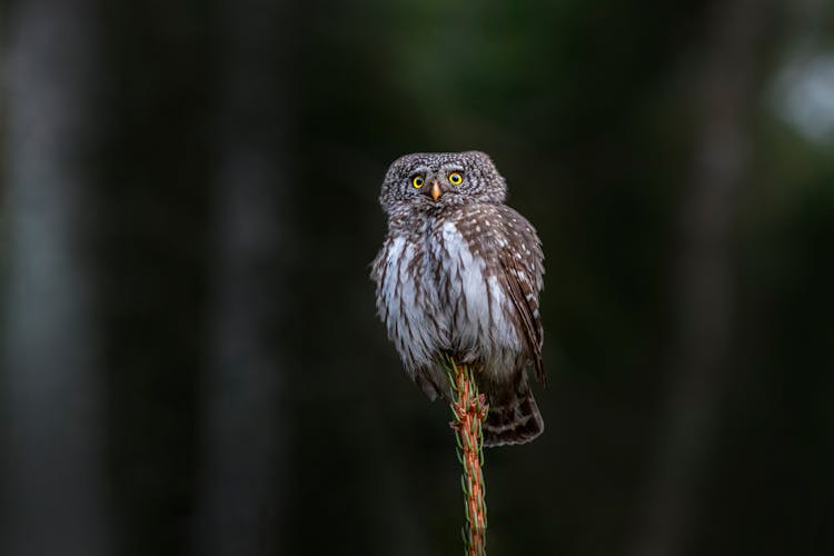 Close Up Photo Of An Owl