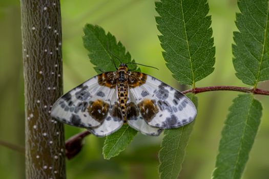 Moth Perched on Green Leaf