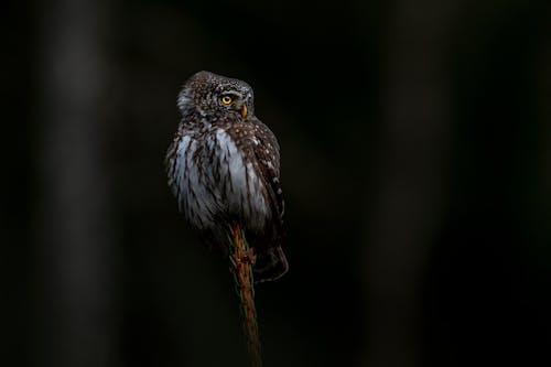 Close Up Photo of an Owl