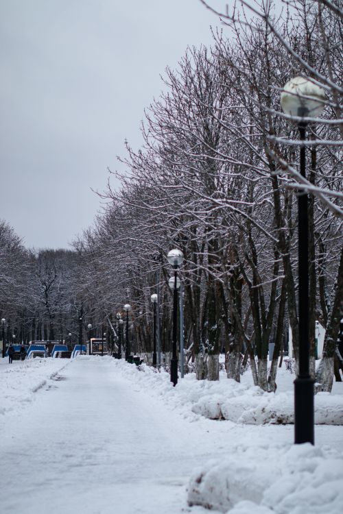 Free Peaceful winter street with snow-covered path, trees, and street lamps. Stock Photo