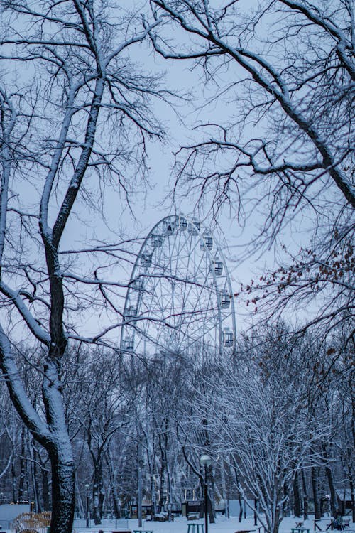 Безкоштовне стокове фото на тему «вертикальні постріл, голі дерева, заморожений»