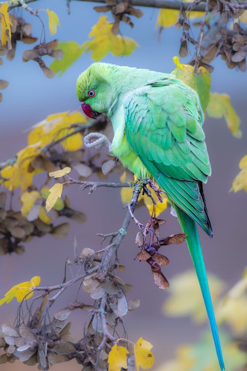 Close-Up Shot of a Rose-Ringed Parakeet