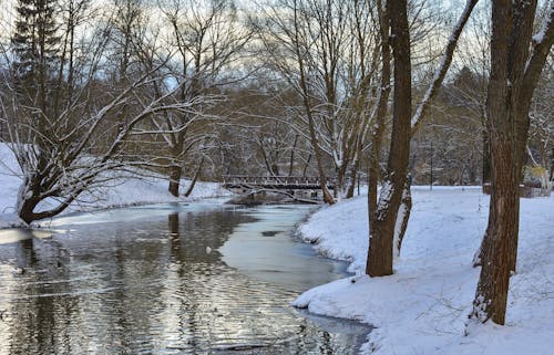 冬季, 大雪覆盖, 樹木 的 免费素材图片