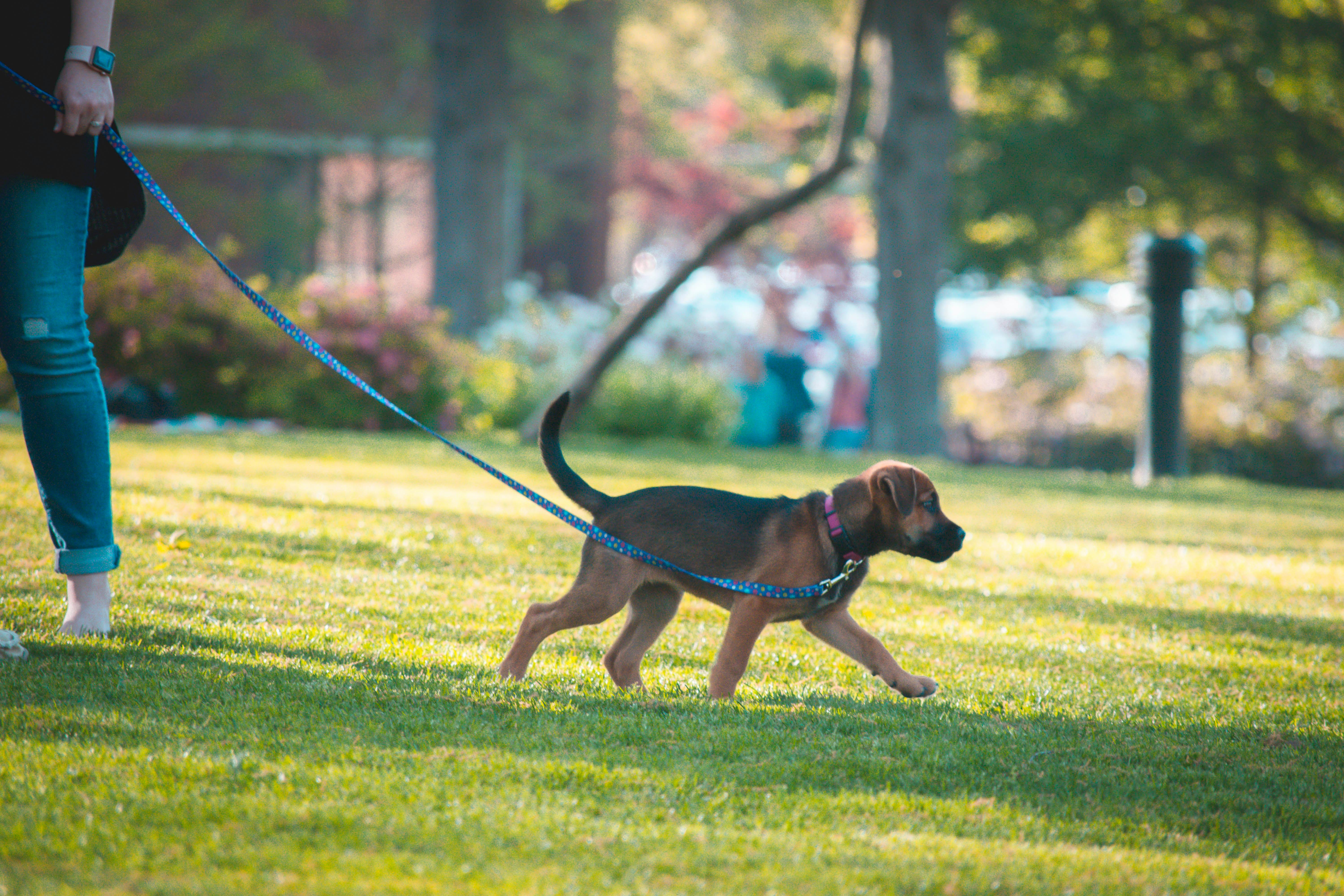 Free stock photo of dog, park, sunset