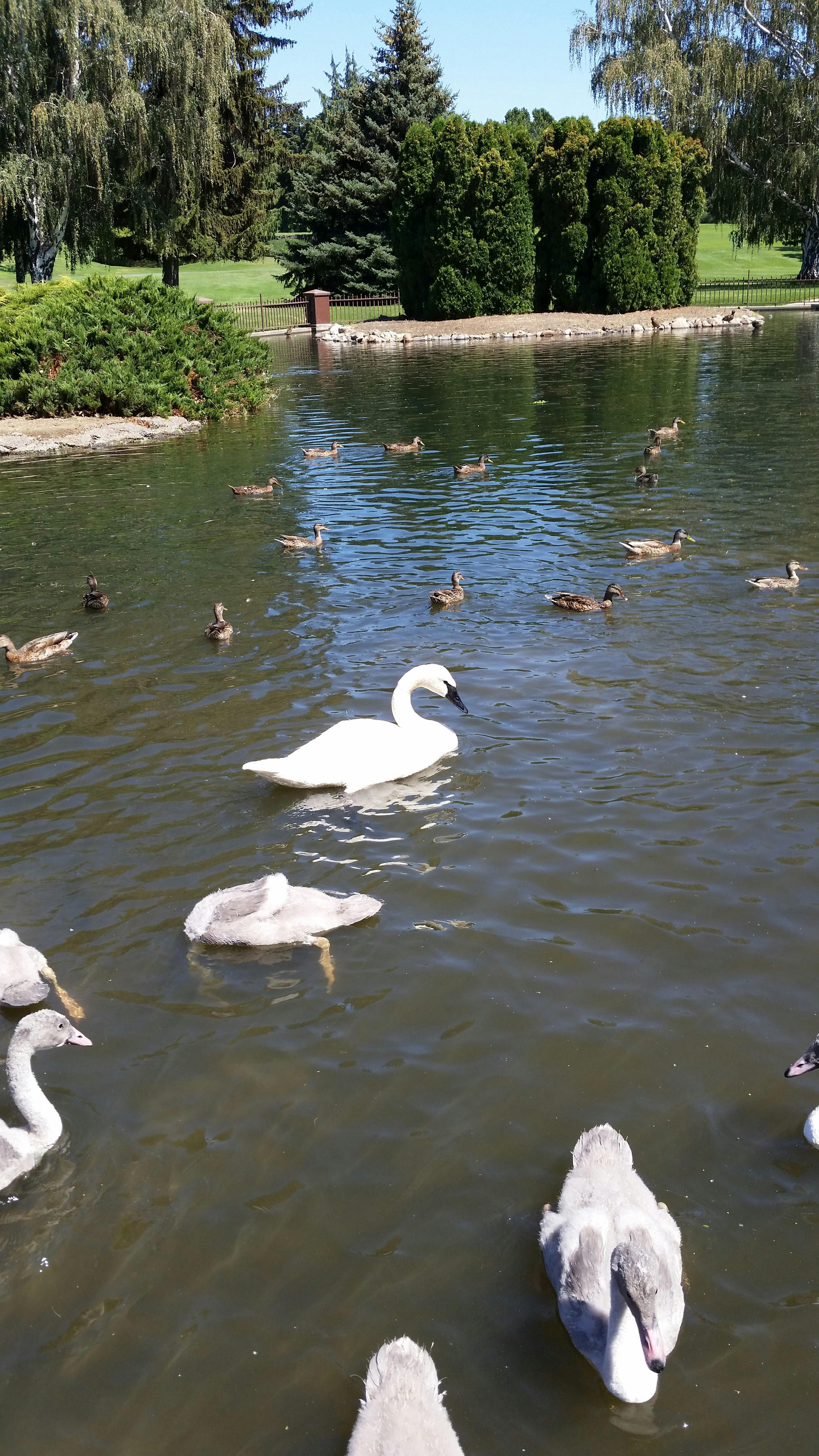 Free stock photo of ducks, park, pond