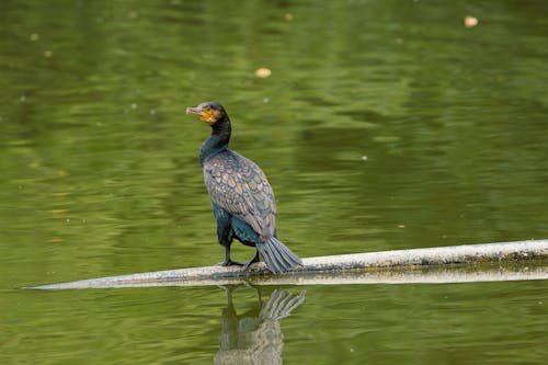 Great Cormorant on Body of Water