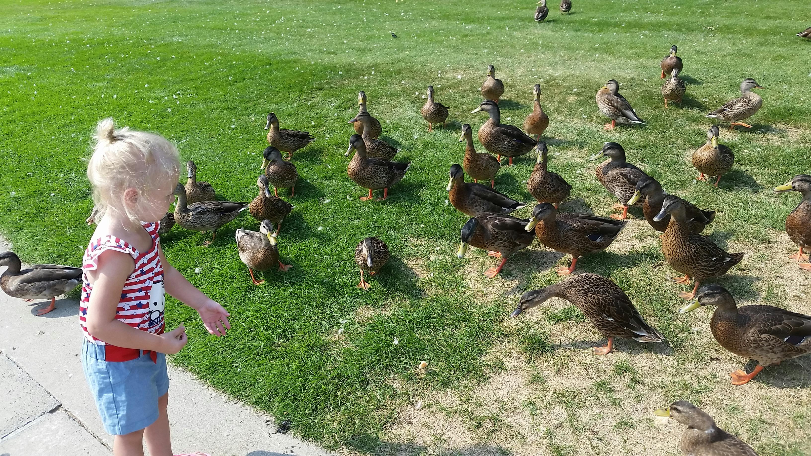 Free stock photo of child, ducks, feeding
