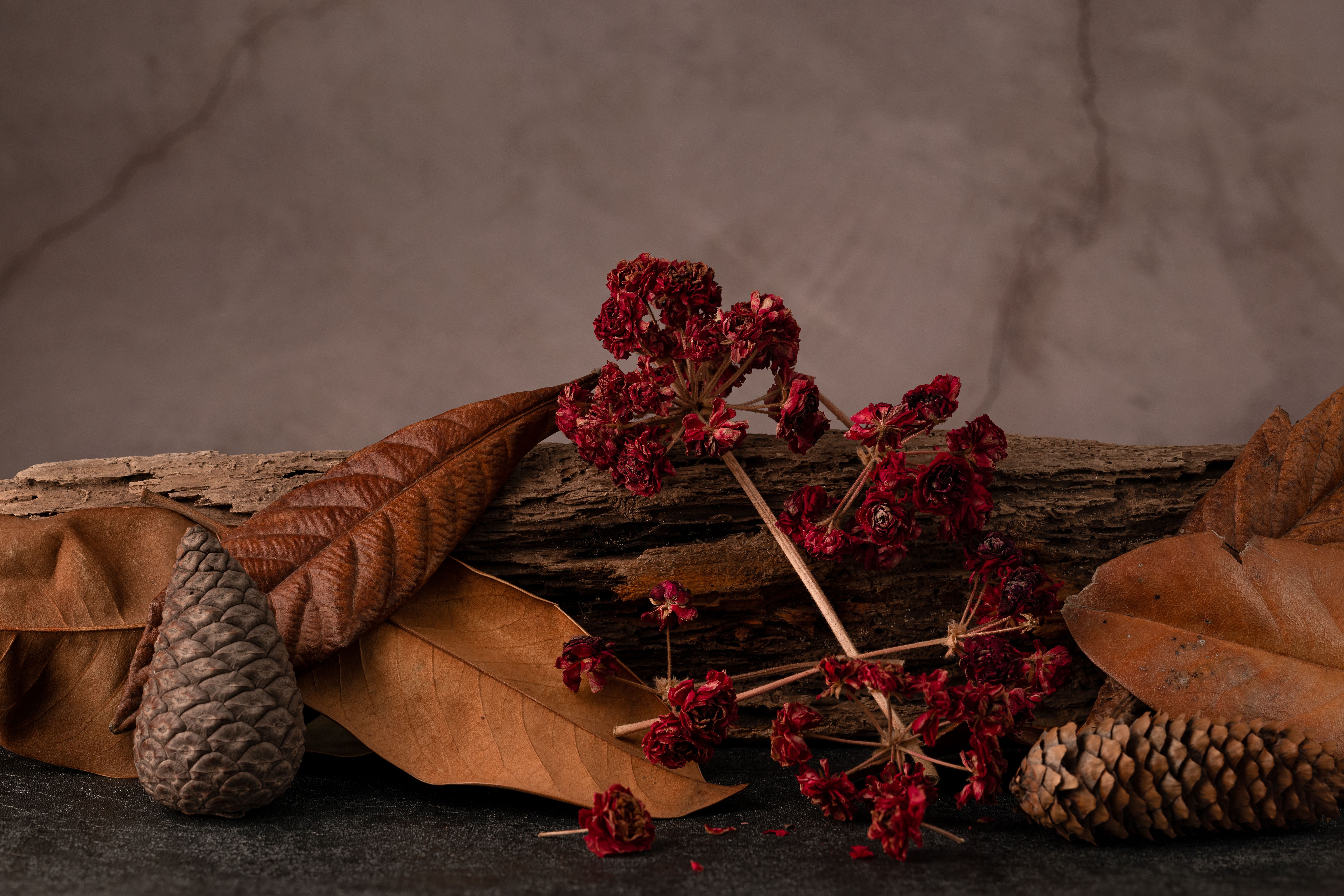 Warm autumn still life with dried flowers, leaves, and pine cones on a rustic background.