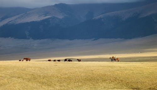 Horses on Horizon in Field in Mountains Landscape