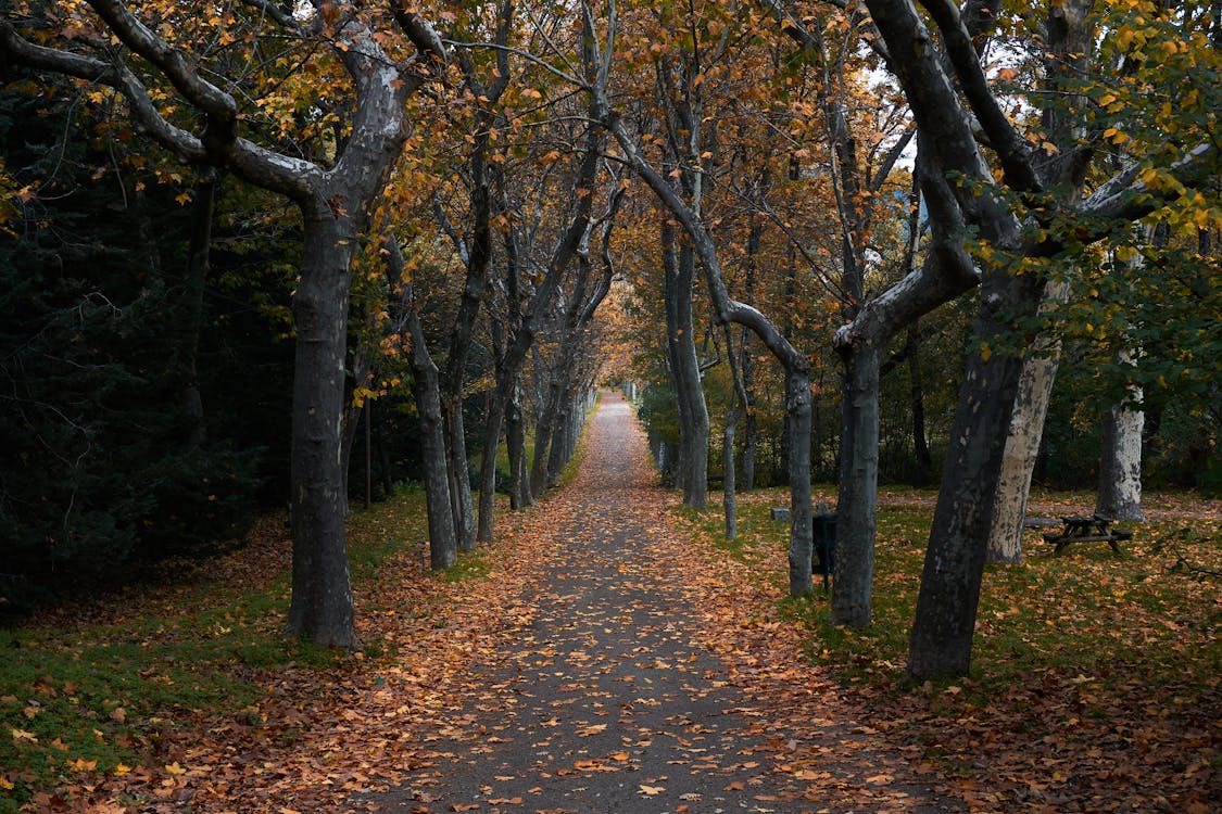 Road in Between Trees · Free Stock Photo