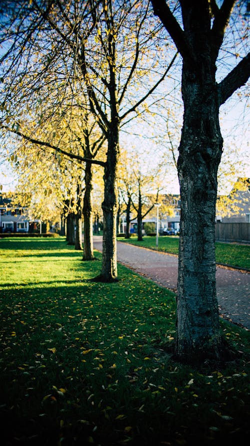 Free stock photo of city street, street, trees