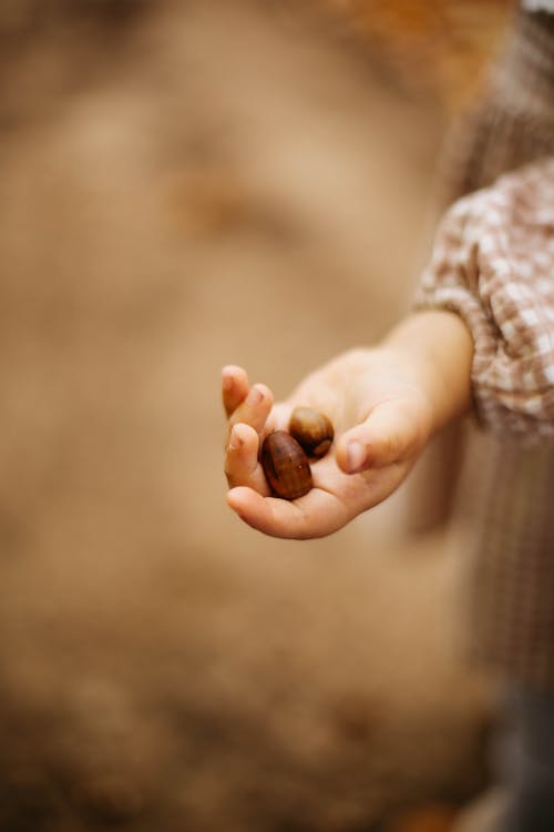 Kostnadsfri bild av håller, hand, oaknut