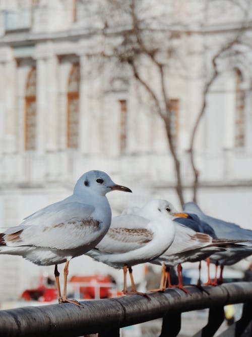 Seagulls in a Row