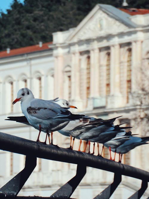 Seagulls Perched on Black Metal Bar