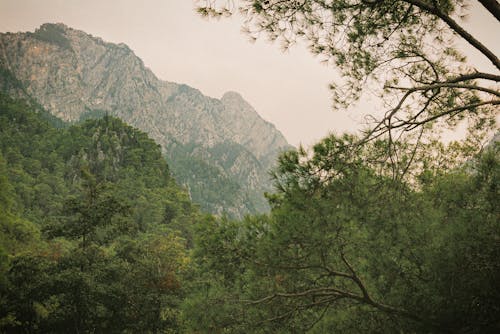 Foto profissional grátis de árvores, cênico, fotografia da natureza